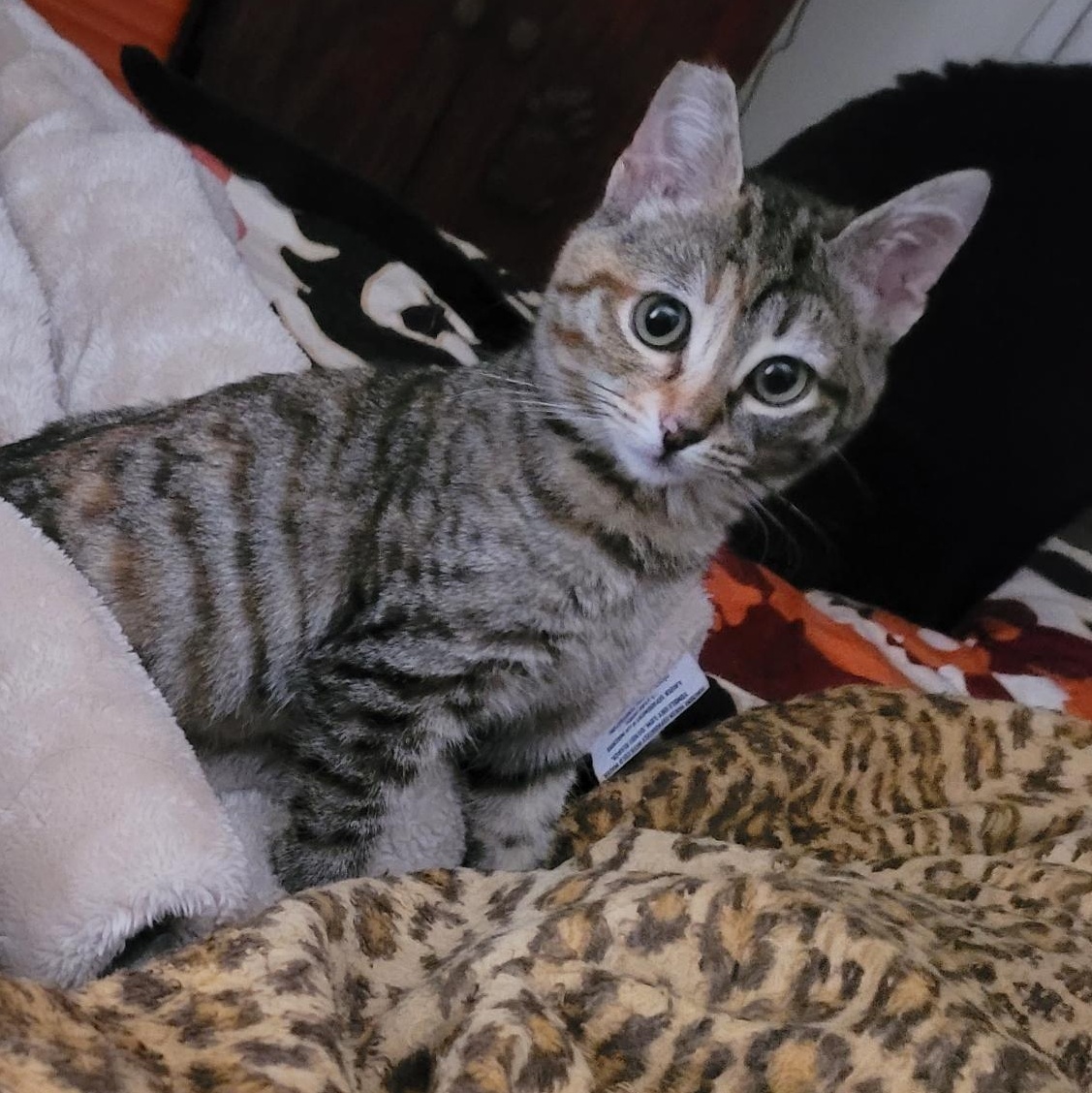 Enlarge Minnie, a ADOPTABLE mixed breed in North Hollywood, CA image 3/3