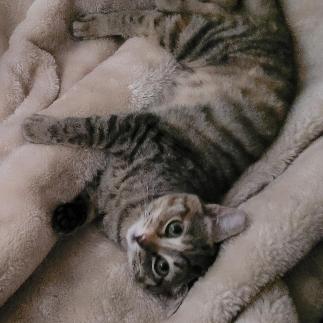 Minnie, ADOPTABLE, Kitten Female Tabby.