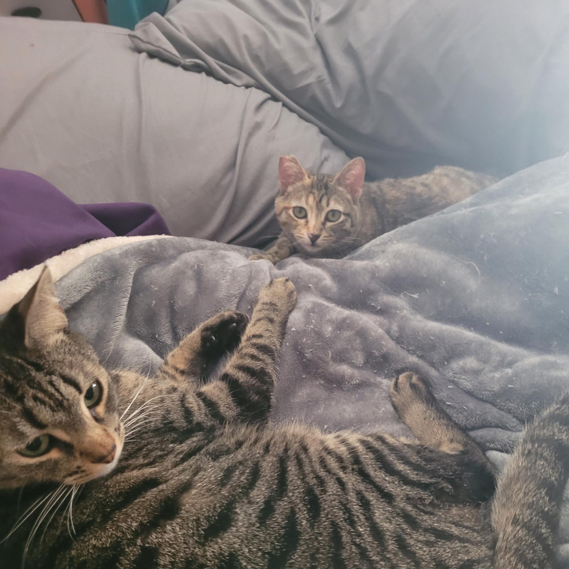 Enlarge Minnie, a ADOPTABLE mixed breed in North Hollywood, CA image 2/3