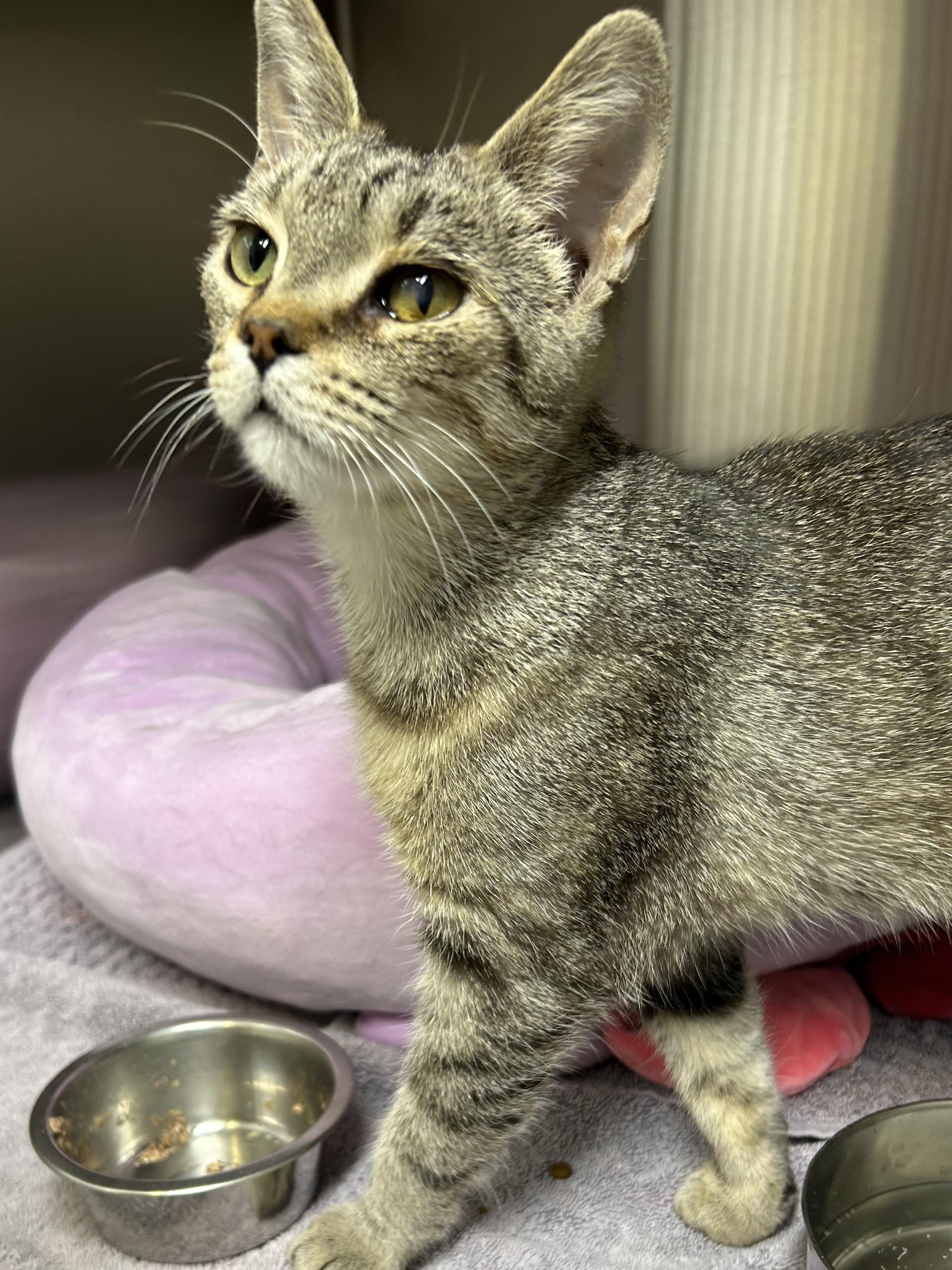Enlarge Monica, a Adoptable Domestic Short Hair in Caledon, ON image 2/3