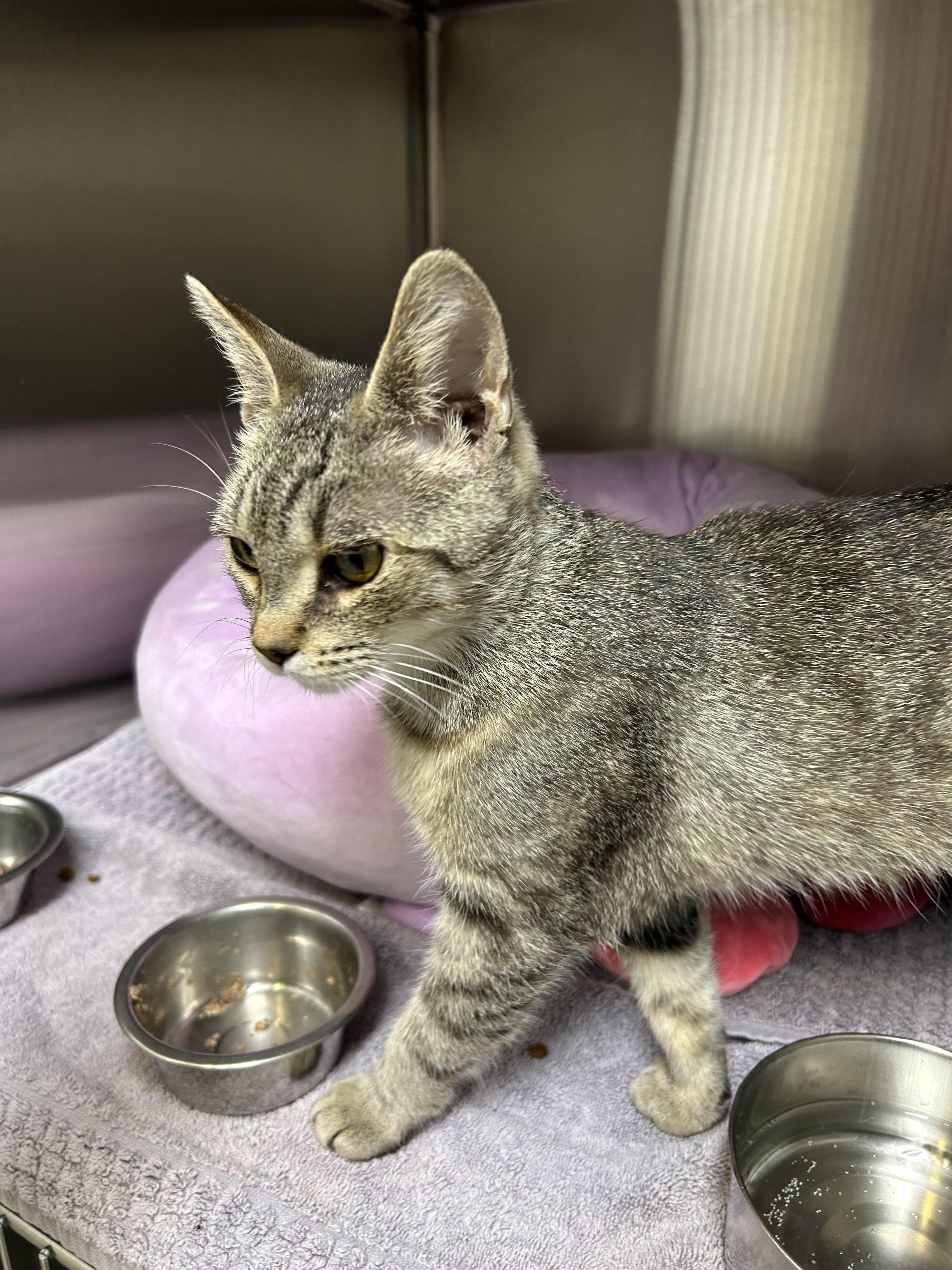 Enlarge Monica, a Adoptable Domestic Short Hair in Caledon, ON image 3/3