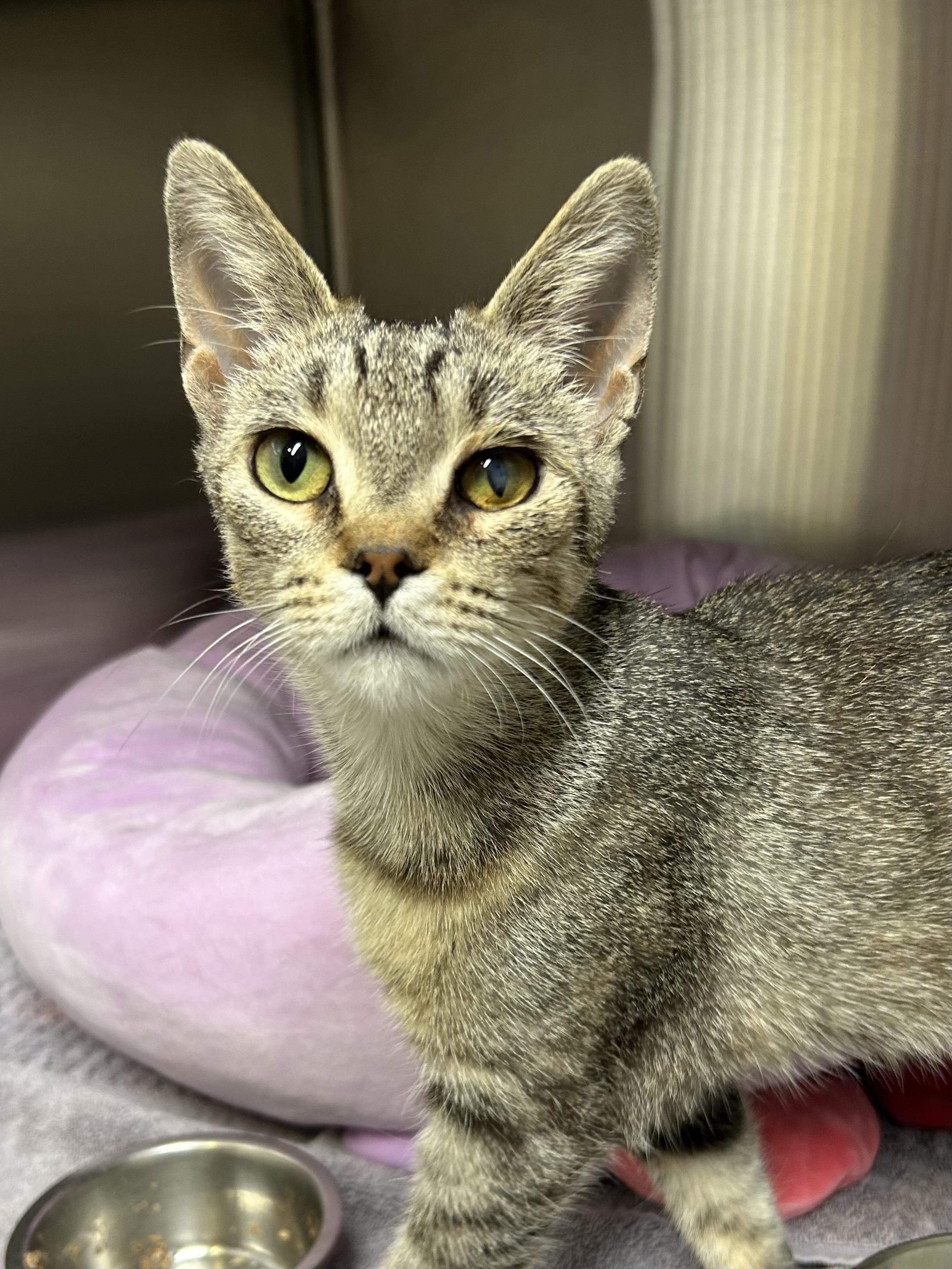 Monica, Adoptable, Young Female Domestic Short Hair.