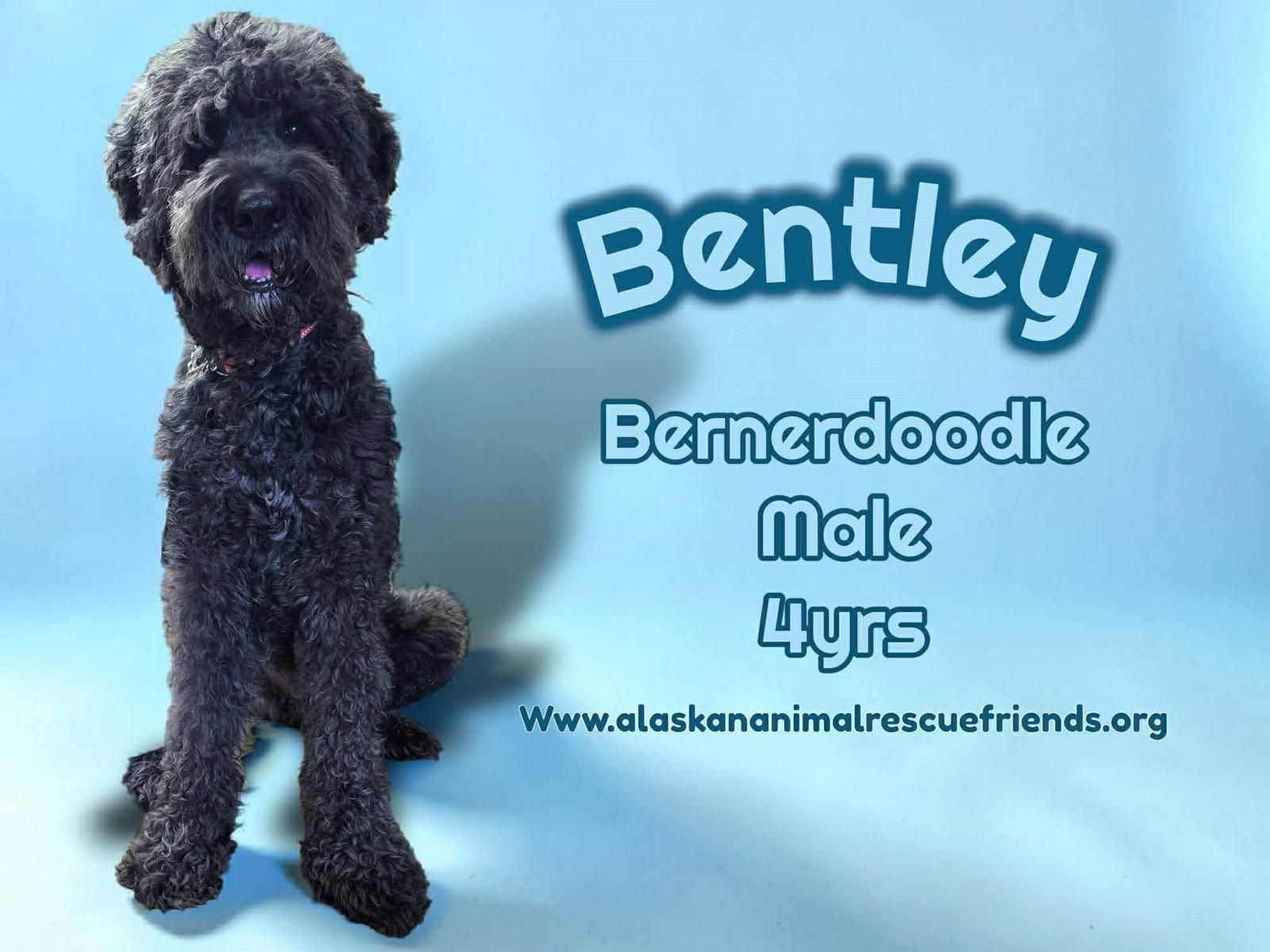 Enlarge Bently, a Adopted mixed breed in Anchorage, AK image 1/1