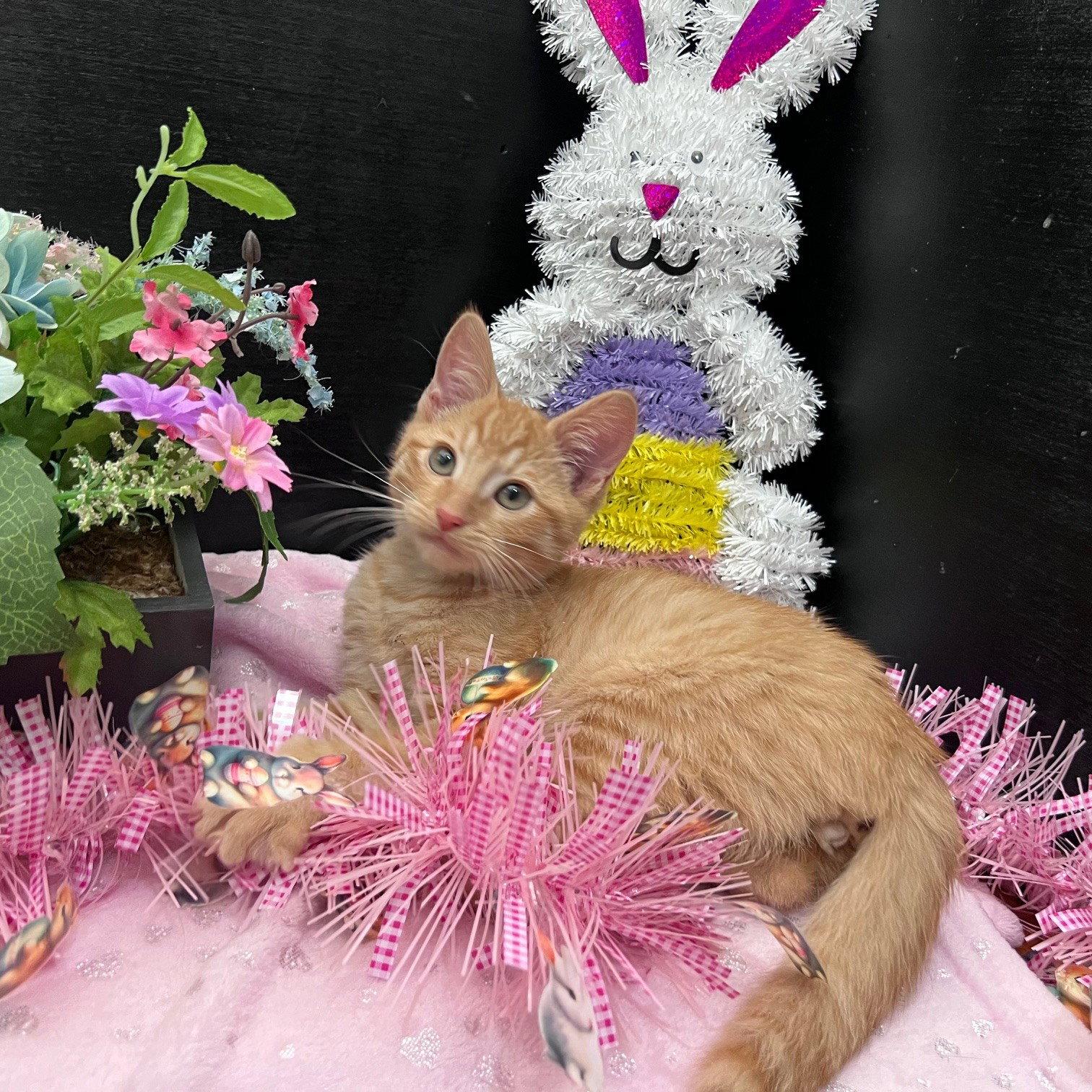 Edwardo, Adoptable, Kitten Male Tabby & Domestic Short Hair.