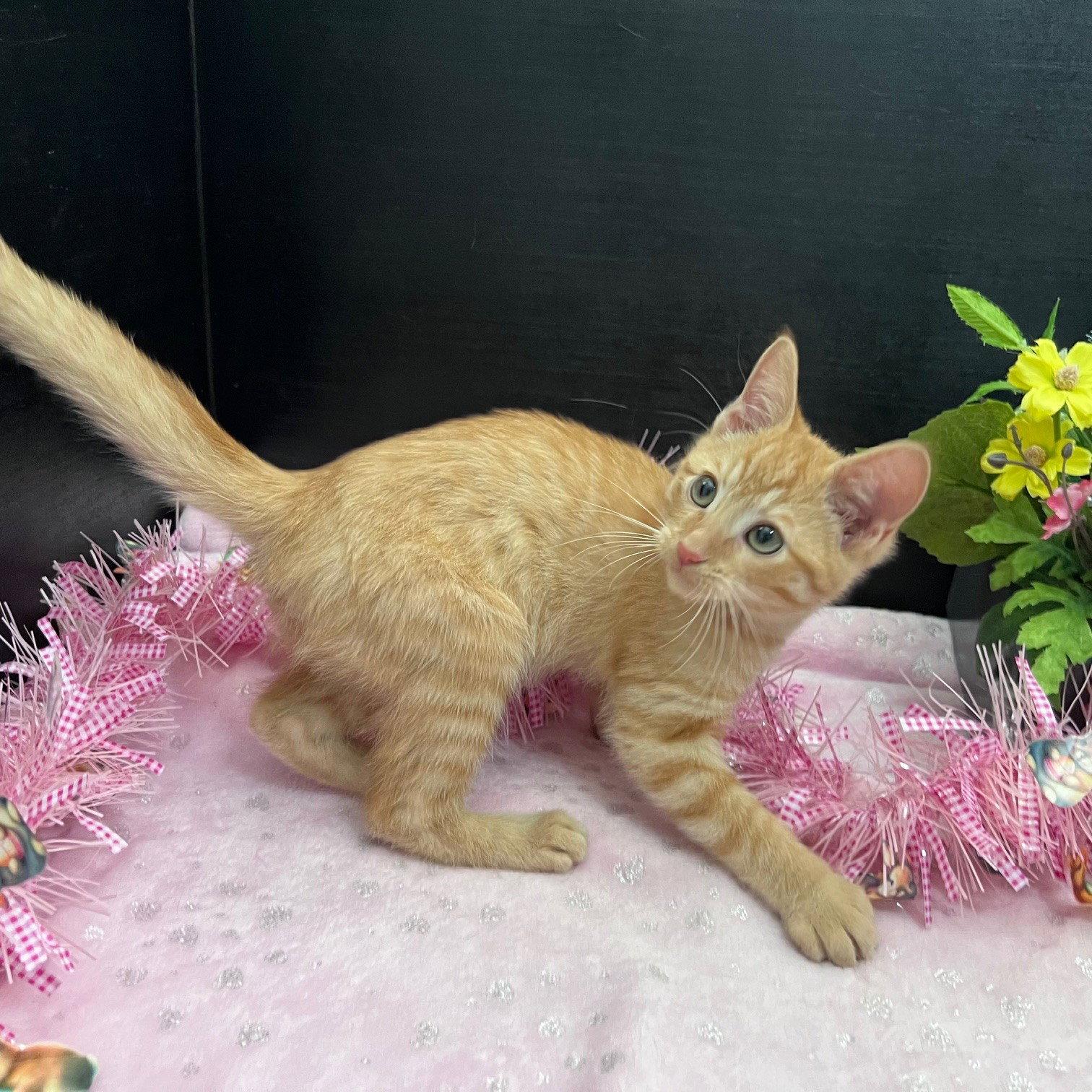 Enlarge Edwardo, a Adoptable mixed breed in Fayetteville, GA image 2/3