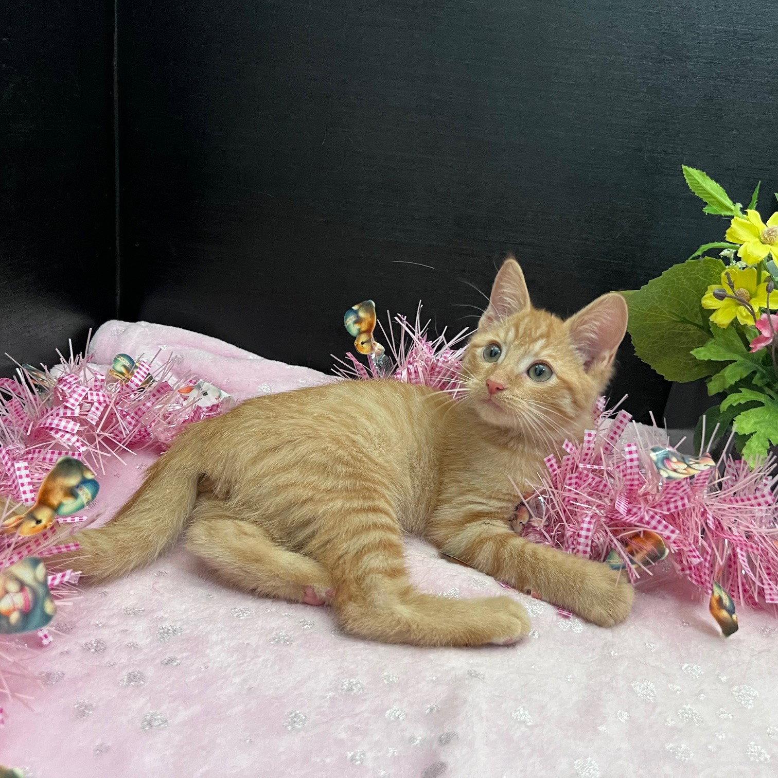 Enlarge Edwardo, a Adoptable mixed breed in Fayetteville, GA image 3/3