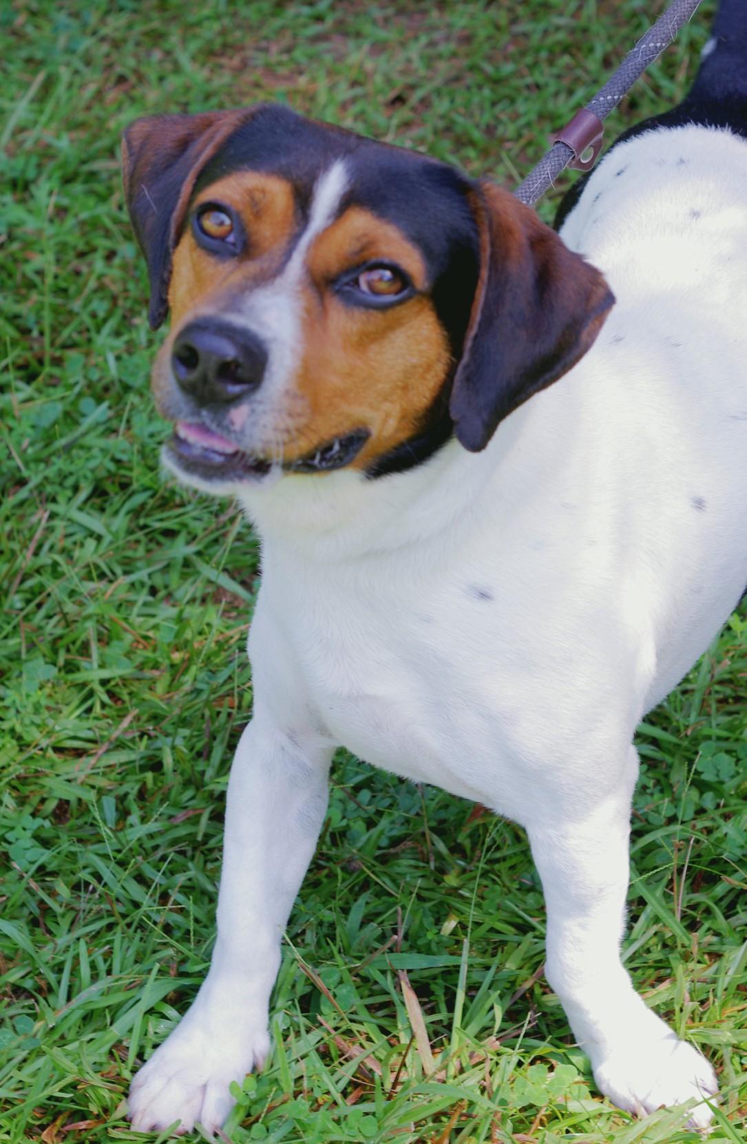 Hudson, a Adoptable mixed breed in Sautee Nacoochee, GA image 2/3