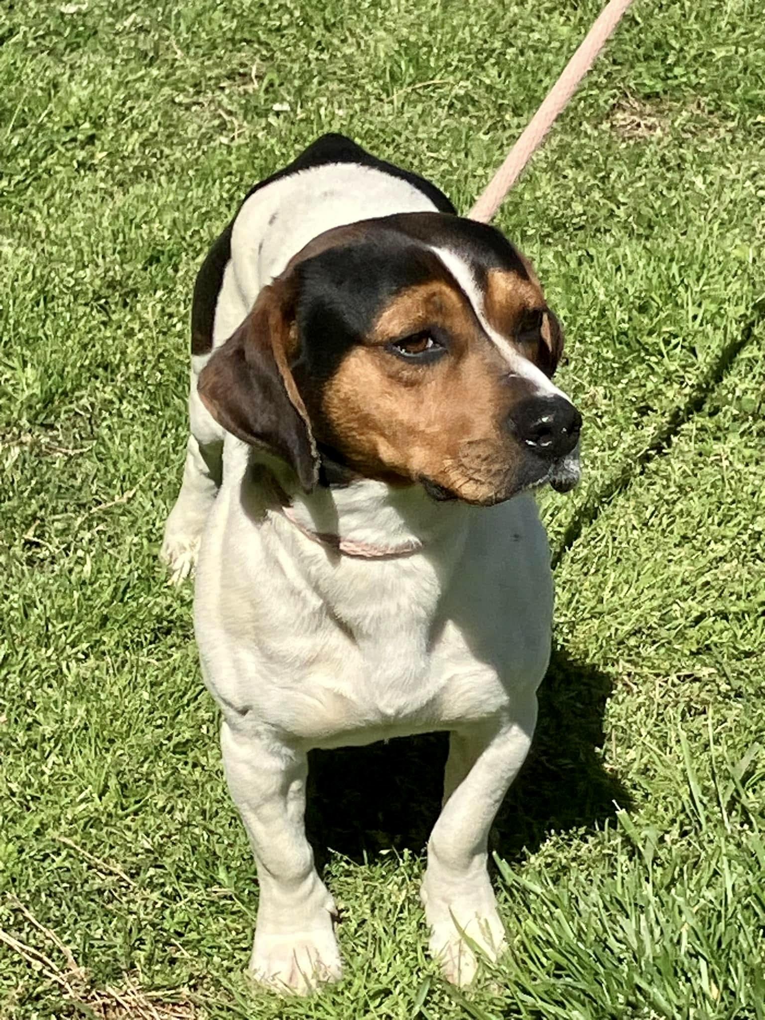 Hudson, a Adoptable mixed breed in Sautee Nacoochee, GA image 3/3