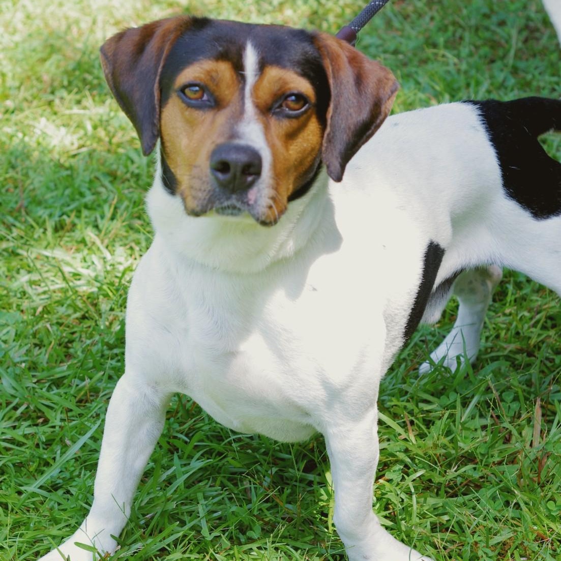 Hudson, a Adoptable mixed breed in Sautee Nacoochee, GA image 1/3