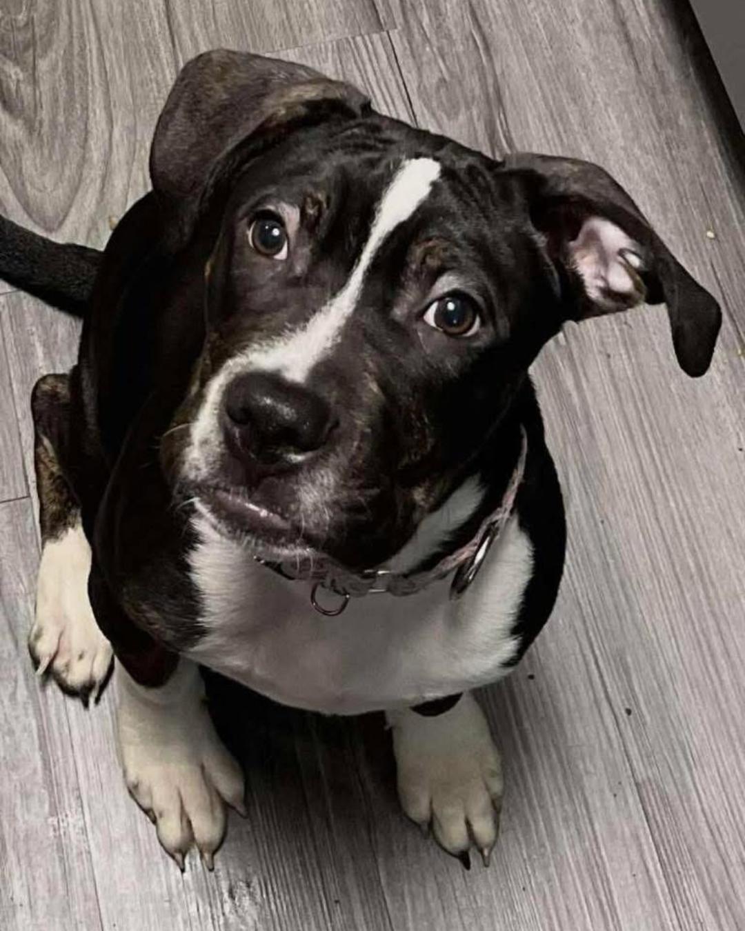 Parker (5 months old), ADOPTABLE, Puppy Male Pit Bull Terrier & Labrador Retriever.