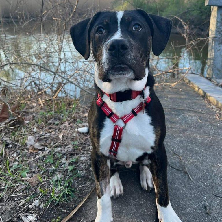 Parker (6 months old), ADOPTABLE, Puppy Male Pit Bull Terrier & Labrador Retriever.