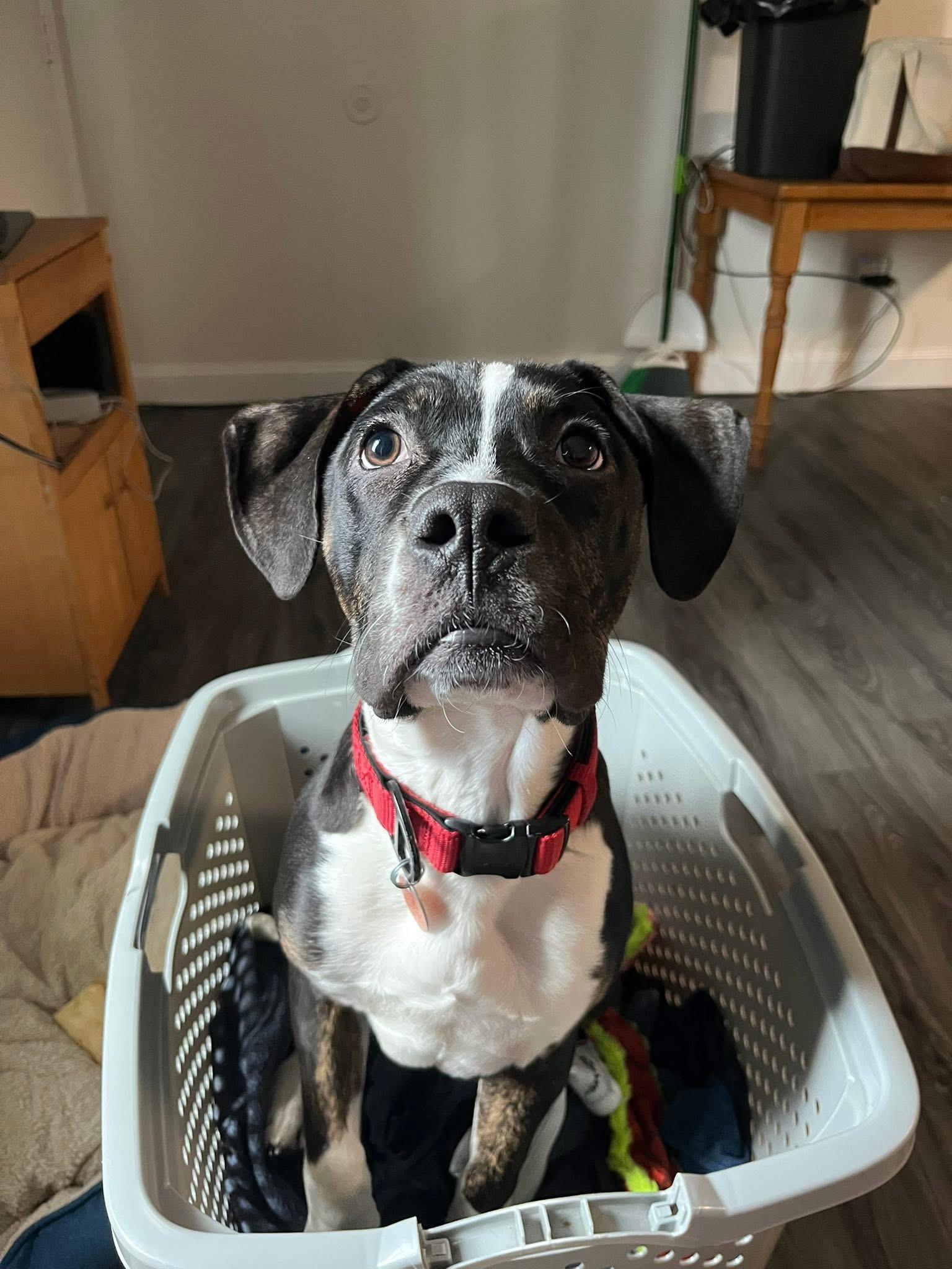 Enlarge Parker (5 months old), a ADOPTABLE mixed breed in Albany, NY image 2/2