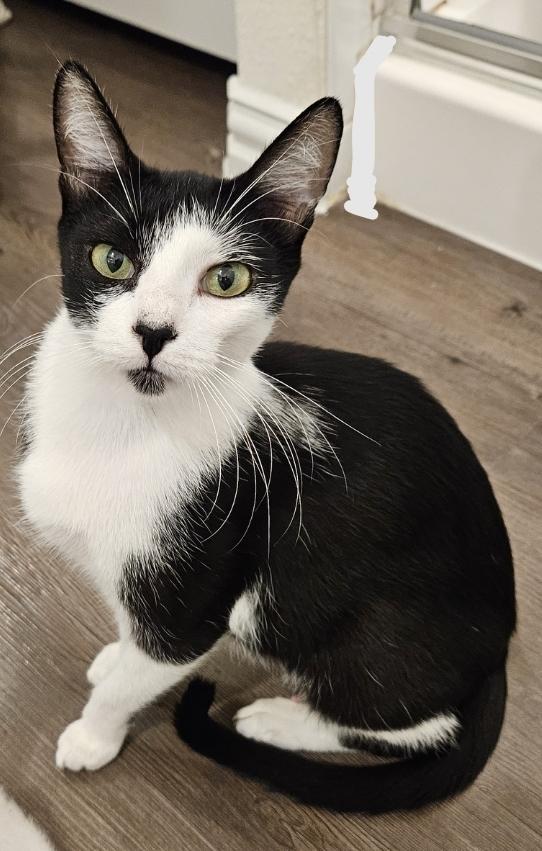 Pepper G — thumbnail 3