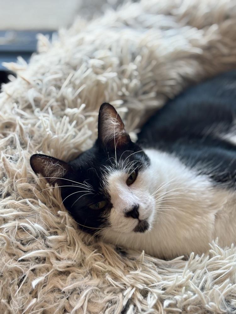 Pepper G — thumbnail 4