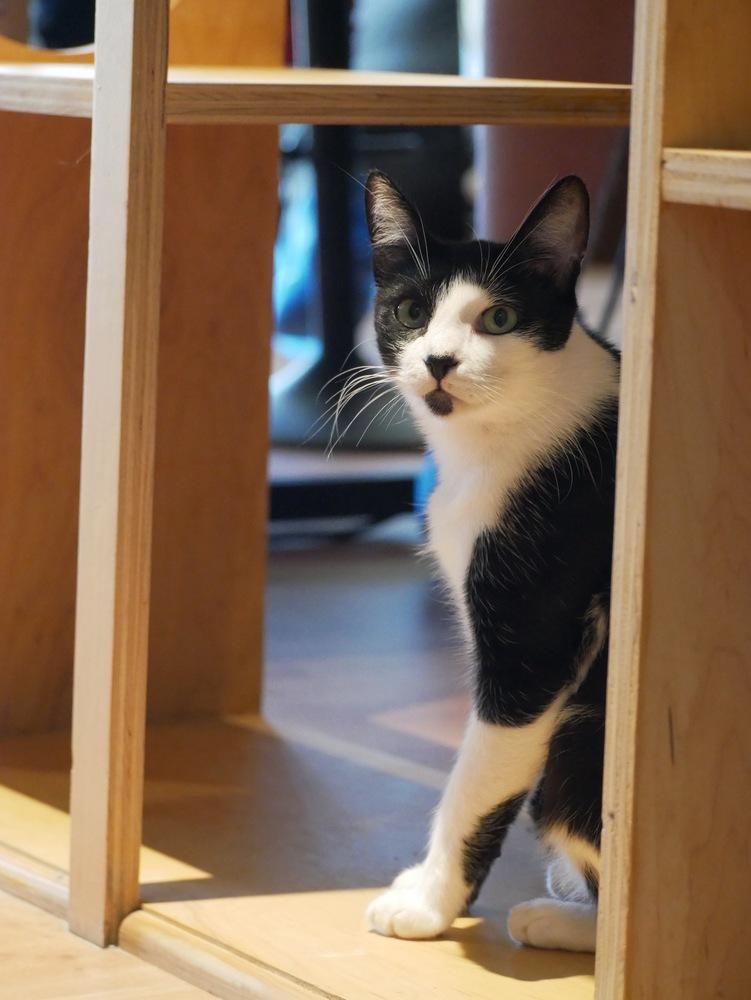 Pepper G — thumbnail 6