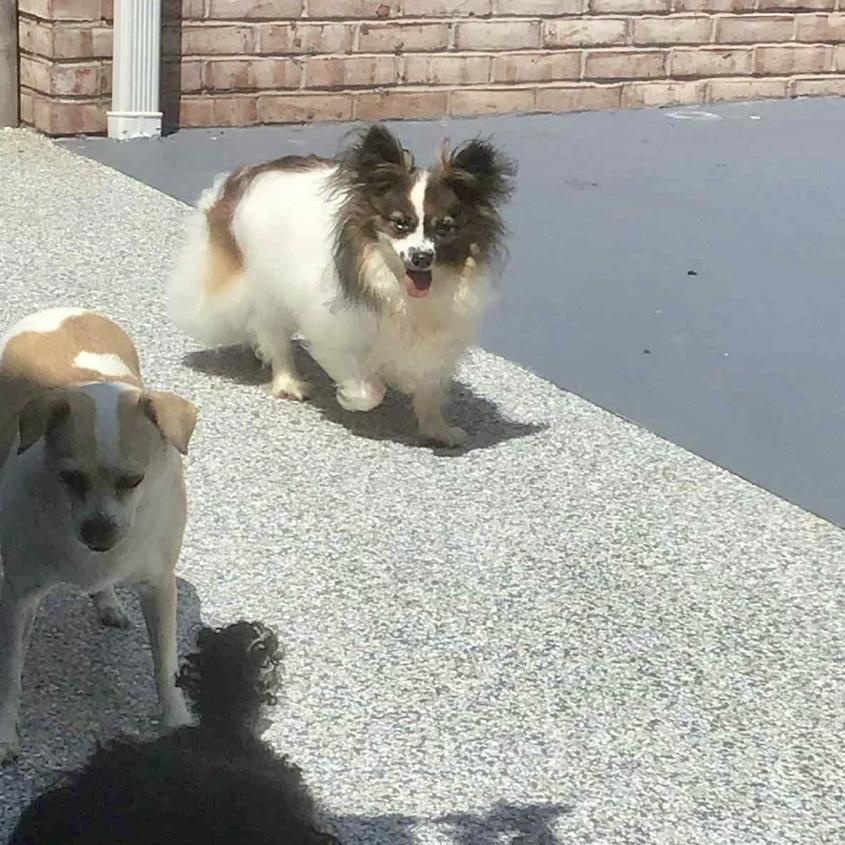 Gigi Bardot, an adoptable Papillon in Rochester, NY, 14615 | Photo Image 2