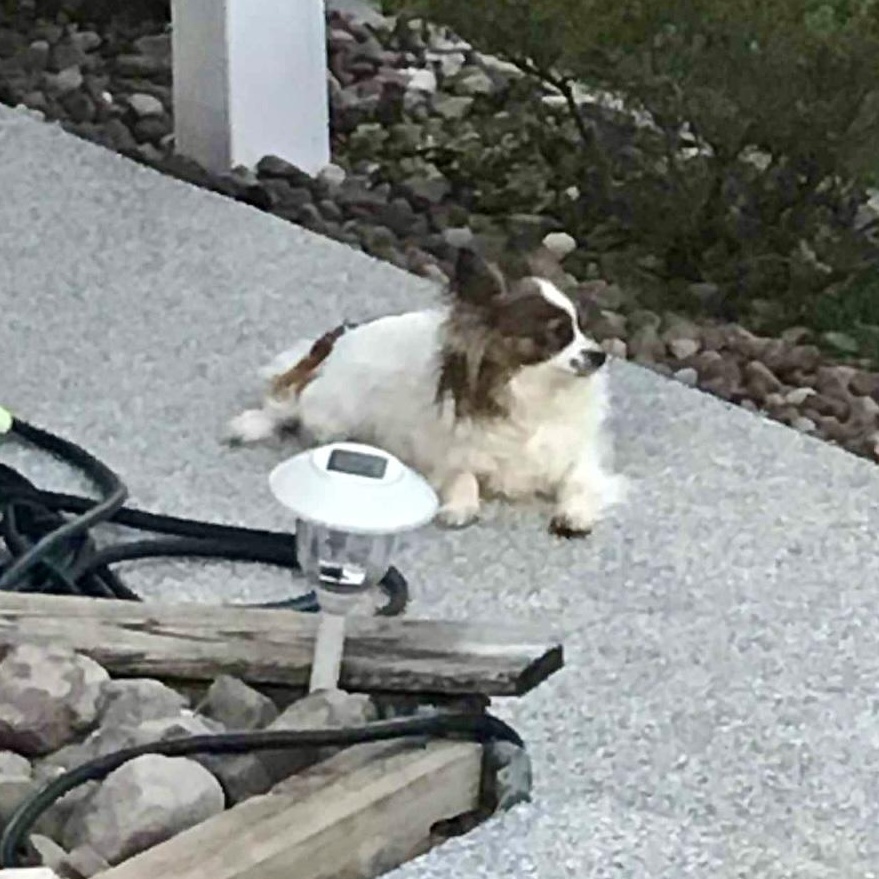 Gigi Bardot, a Adoptable mixed breed in Rochester, NY image 4/4