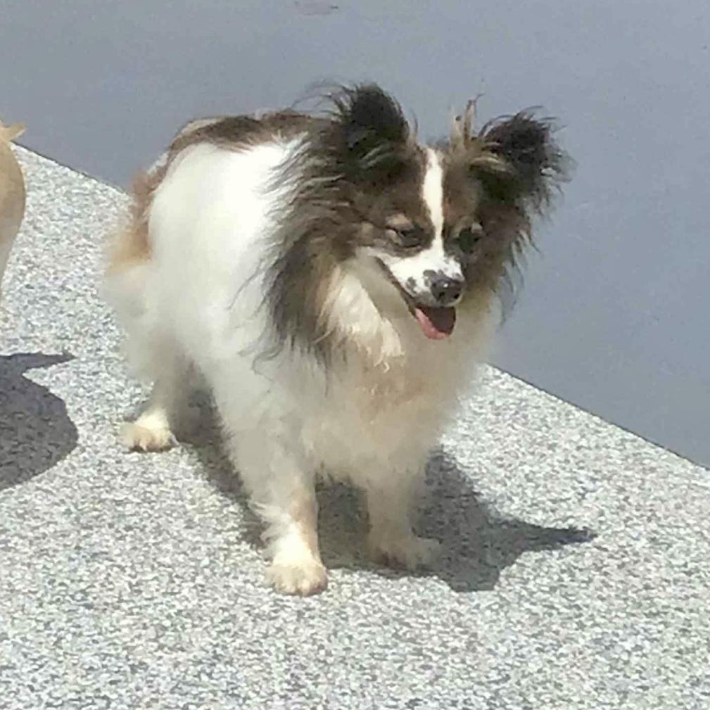 Gigi Bardot, a Adoptable mixed breed in Rochester, NY image 1/4