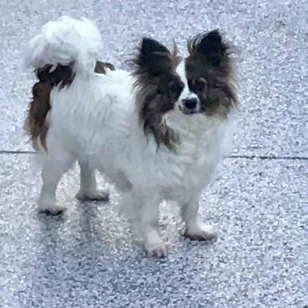 Gigi Bardot, a Adoptable mixed breed in Rochester, NY image 3/4