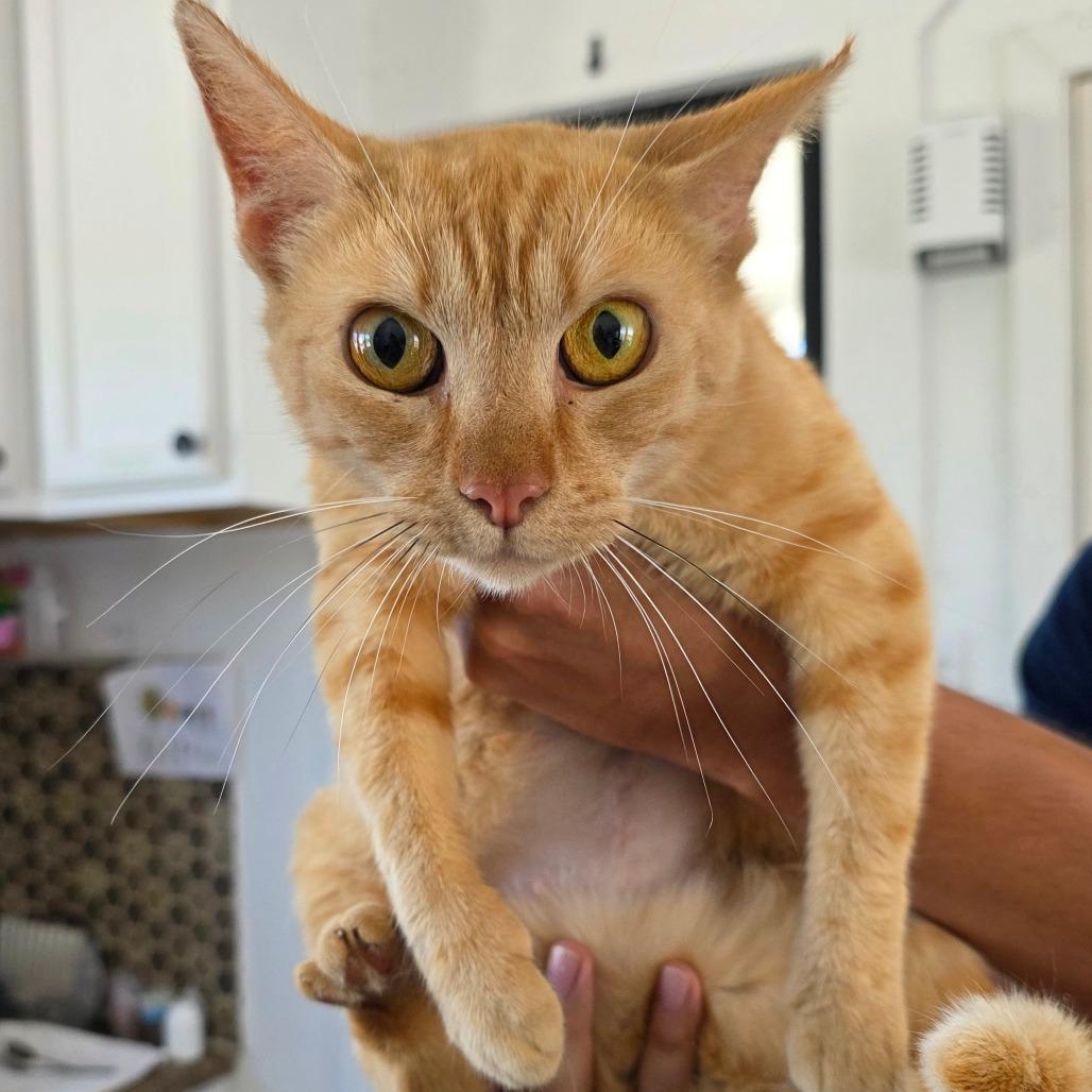 Bridget, Adoptable, Young Female Domestic Short Hair.