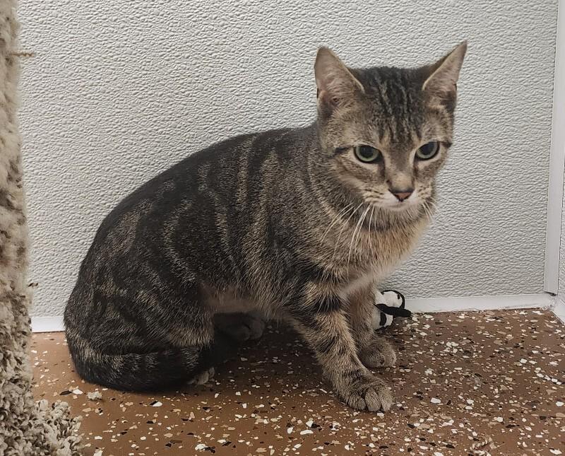 Enlarge Rivera, a Adoptable Domestic Short Hair in Jackson, TN image 1/4