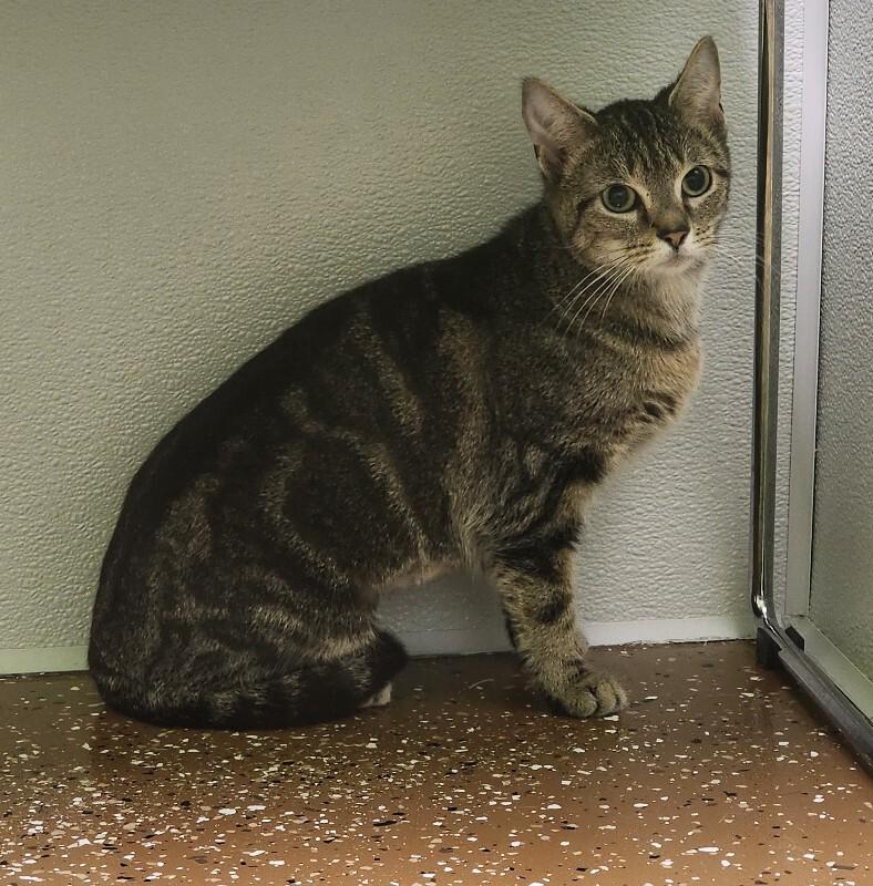 Enlarge Rivera, a Adoptable Domestic Short Hair in Jackson, TN image 2/4
