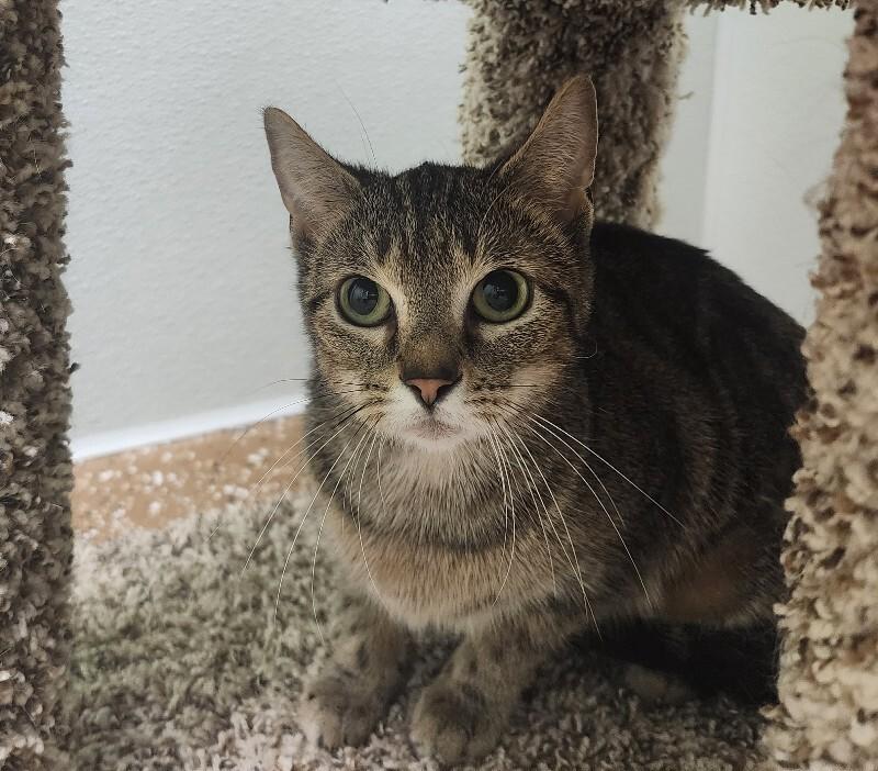 Enlarge Rivera, a Adoptable Domestic Short Hair in Jackson, TN image 3/4