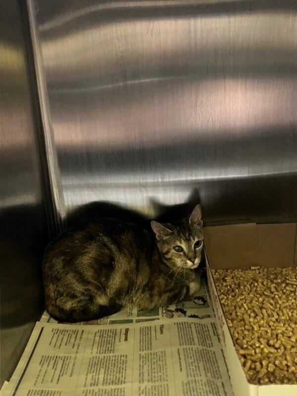 Enlarge Rivera, a Adoptable Domestic Short Hair in Jackson, TN image 4/4