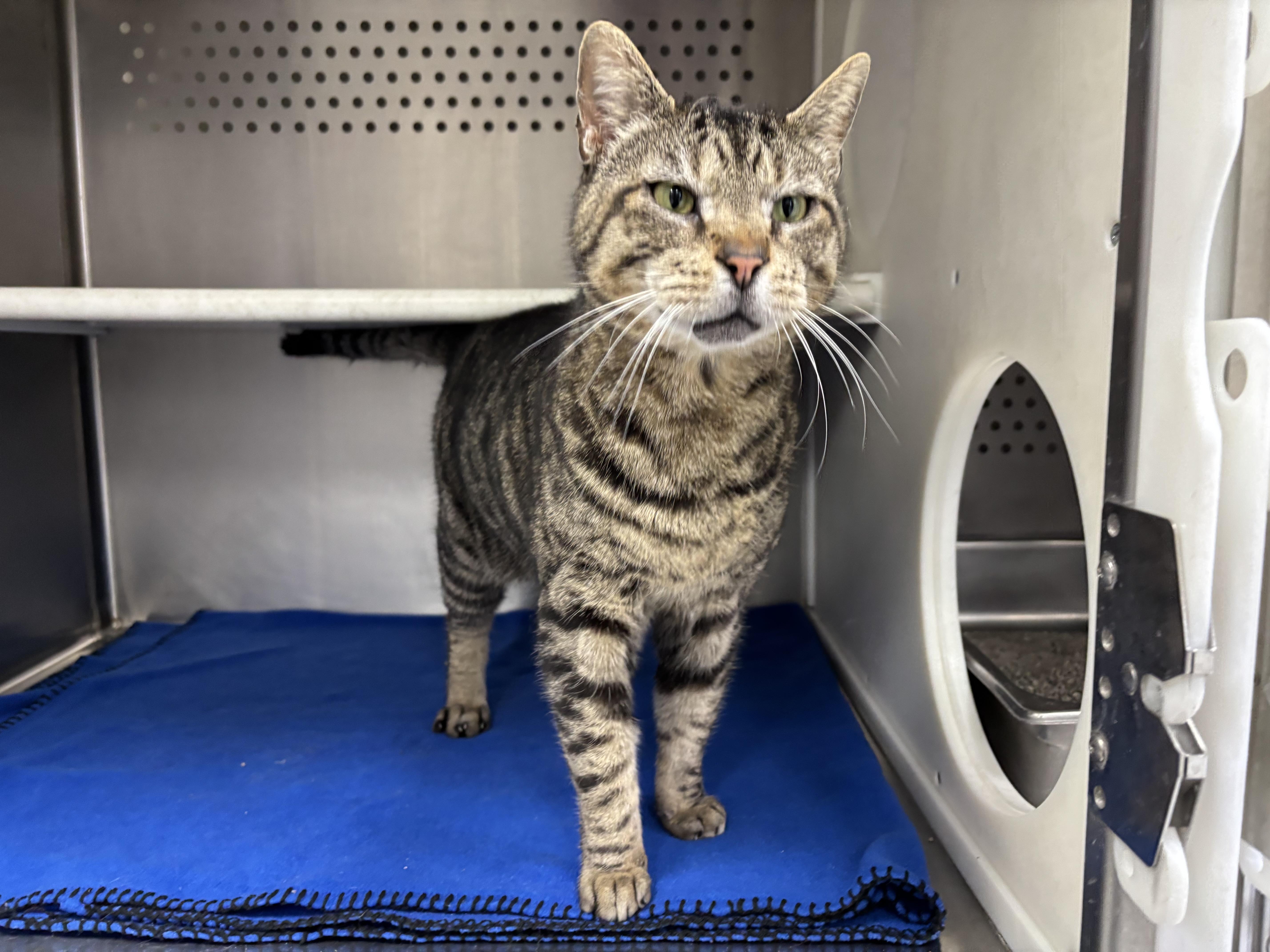 Enlarge Leopard, an adoptable Domestic Short Hair in Frankfort, IN image 2/6