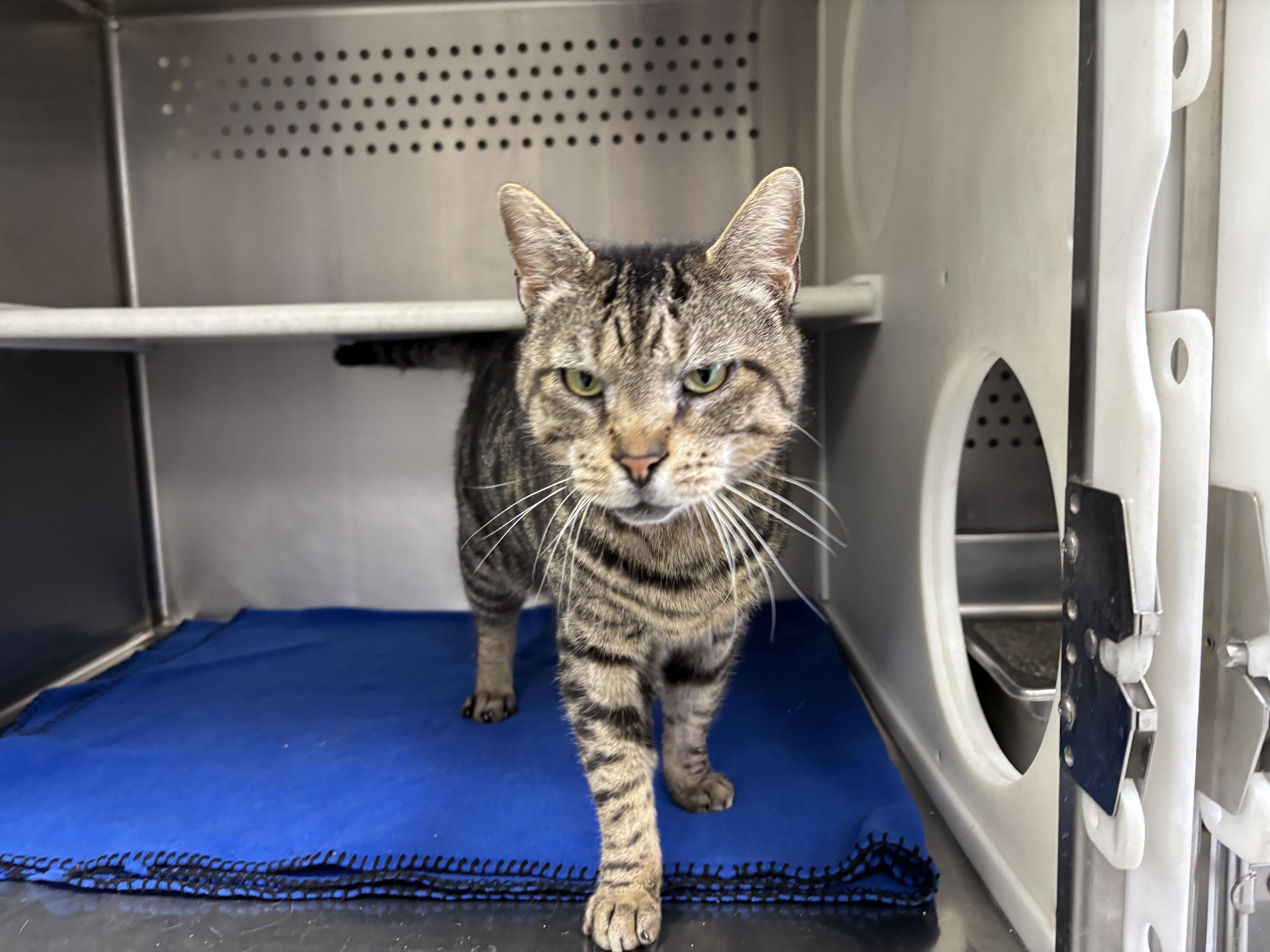 Enlarge Leopard, an adoptable Domestic Short Hair in Frankfort, IN image 4/6