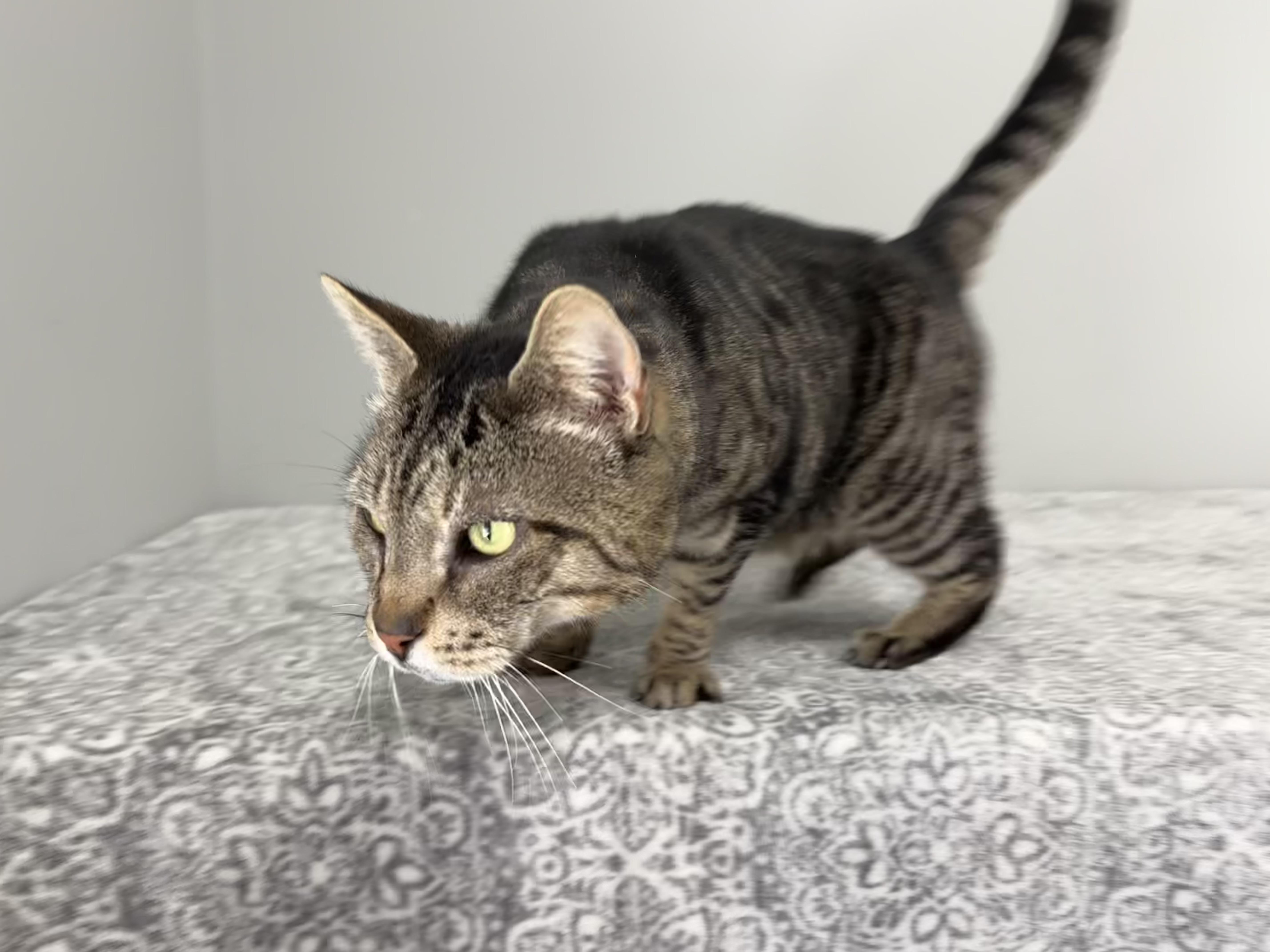 Enlarge Leopard, an adoptable Domestic Short Hair in Frankfort, IN image 6/6