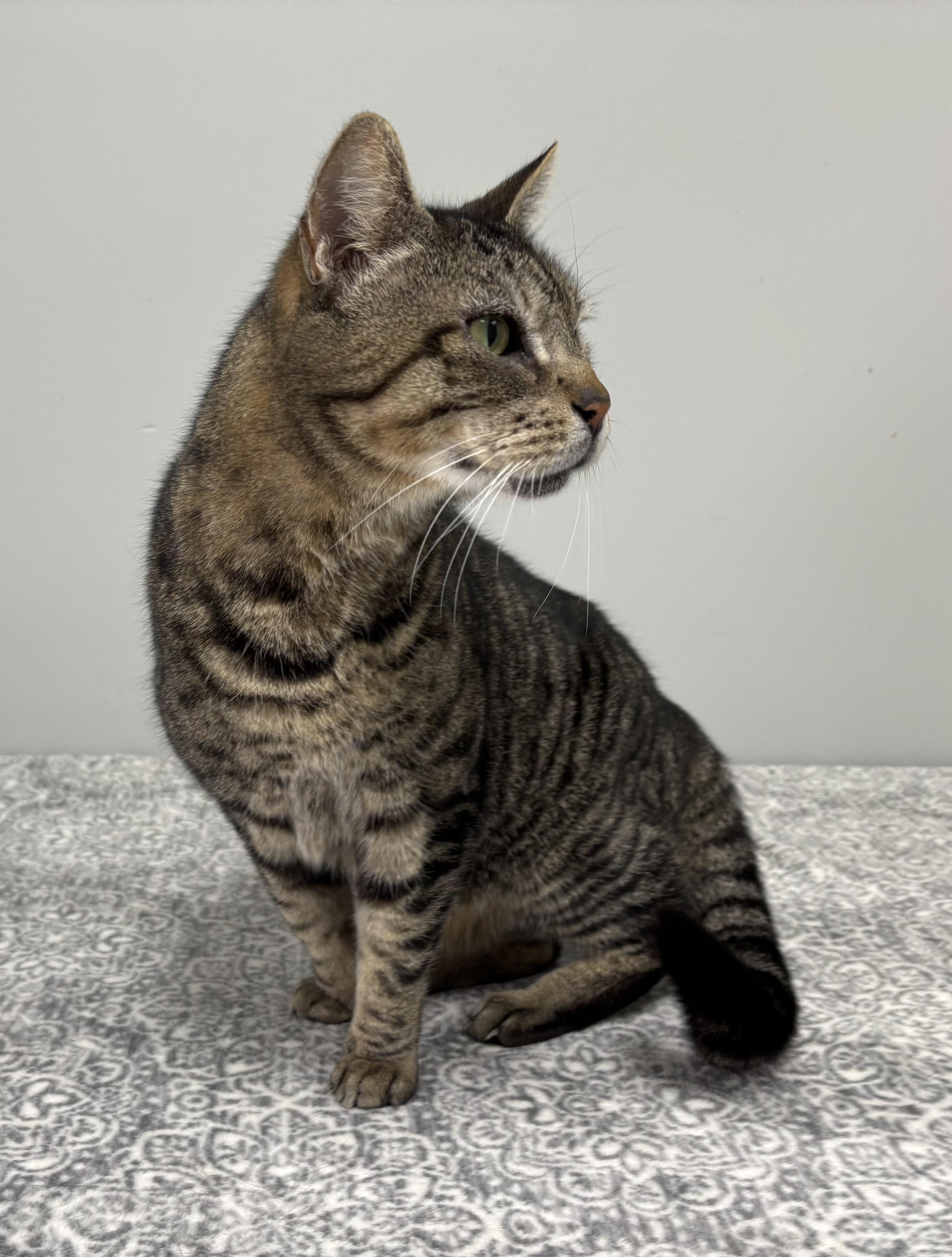 Enlarge Leopard, an adoptable Domestic Short Hair in Frankfort, IN image 3/6