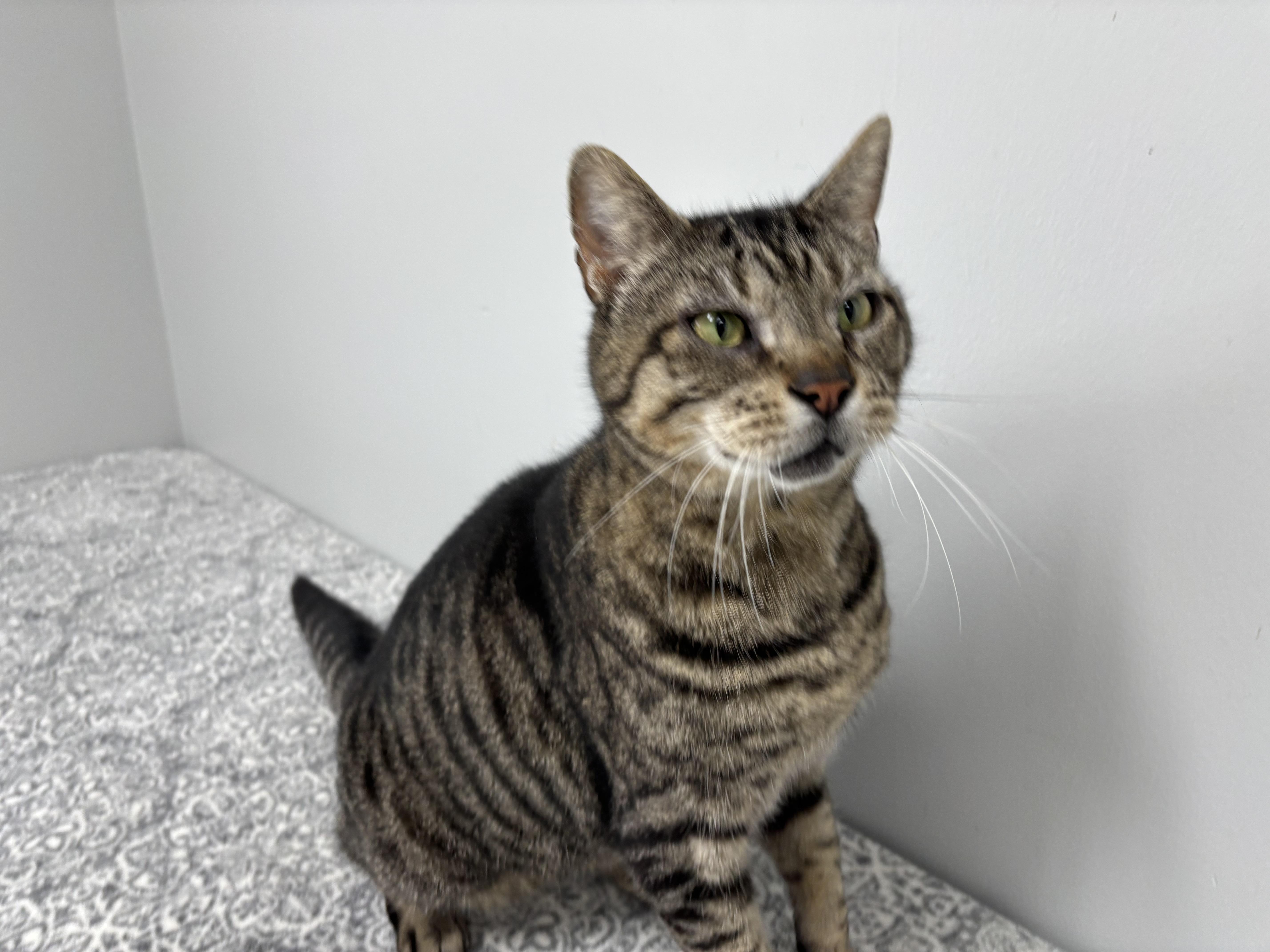 Leopard, adoptable, Senior Male Domestic Short Hair.