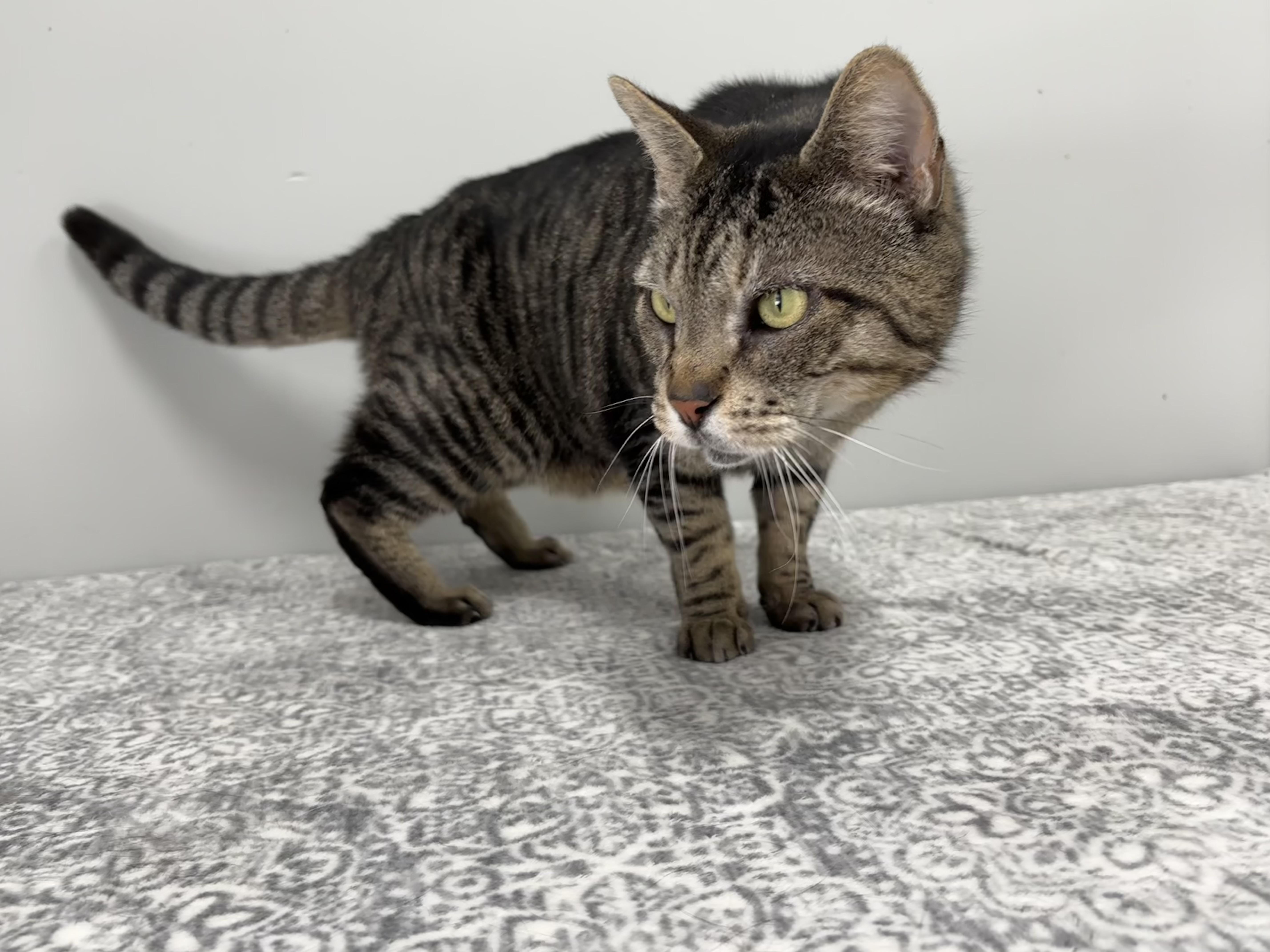 Enlarge Leopard, an adoptable Domestic Short Hair in Frankfort, IN image 5/6