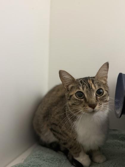 Crepe, Adoptable, Adult Female Domestic Short Hair.