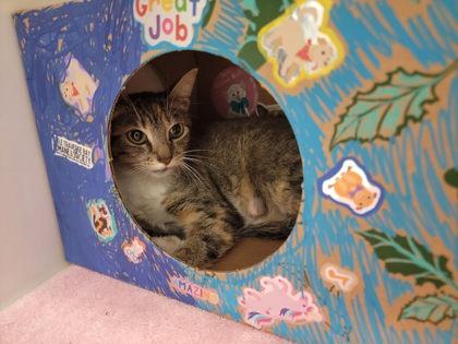 Crepe, a Adoptable mixed breed in Harbor Springs, MI image 2/2