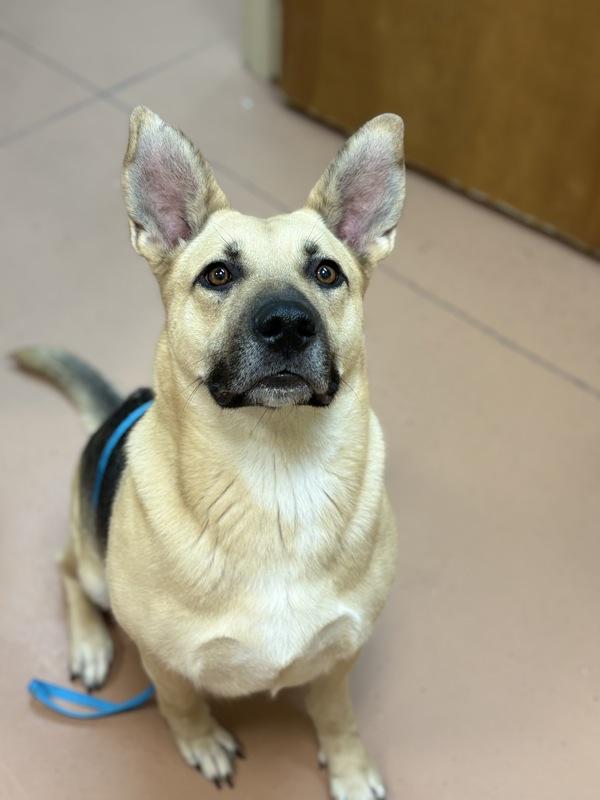 Enlarge Mommas, a Adoptable mixed breed in Kennewick, WA image 1/4