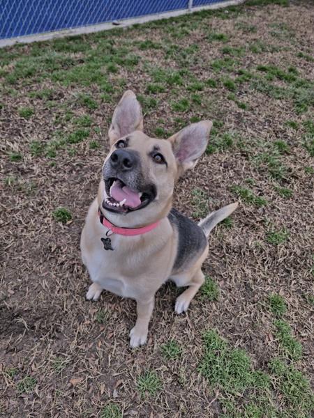 Enlarge Mommas, a Adoptable mixed breed in Kennewick, WA image 2/4