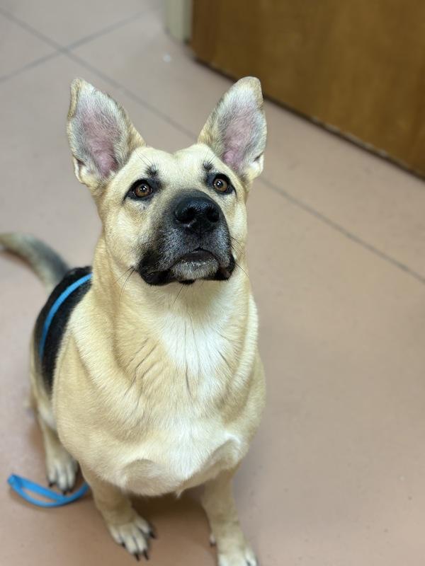 Enlarge Mommas, a Adoptable mixed breed in Kennewick, WA image 3/4