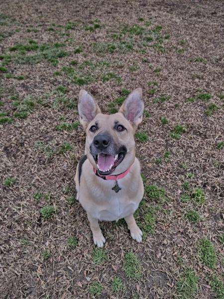 Enlarge Mommas, a Adoptable mixed breed in Kennewick, WA image 4/4