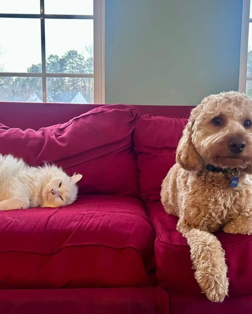 Max the Doodle, Adoptable, Puppy Male Goldendoodle.