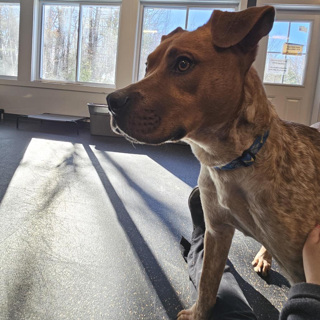 Riley, Adoptable, Young Male Cattle Dog & Mixed Breed.