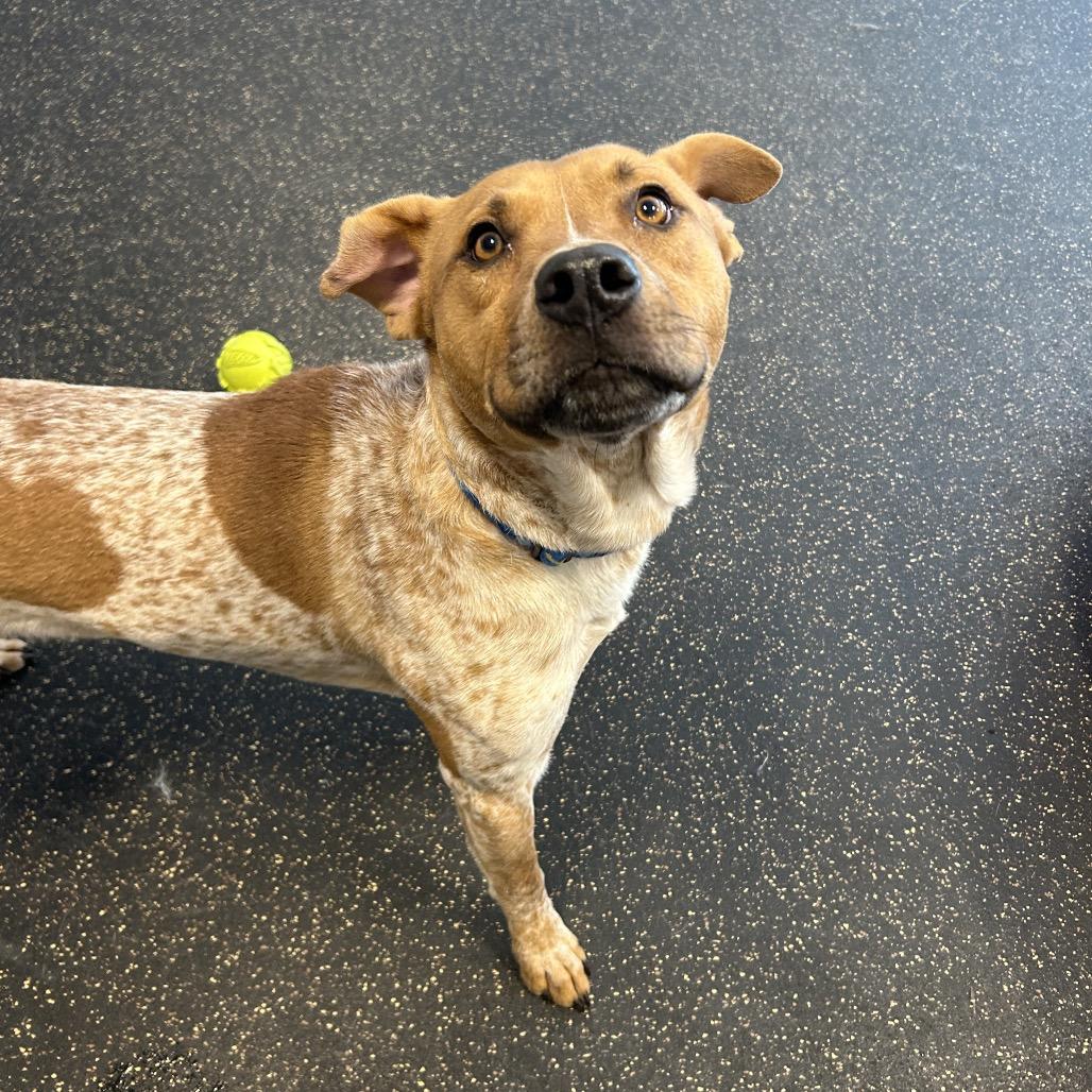 Enlarge Riley, a Adoptable mixed breed in Conway, NH image 2/6