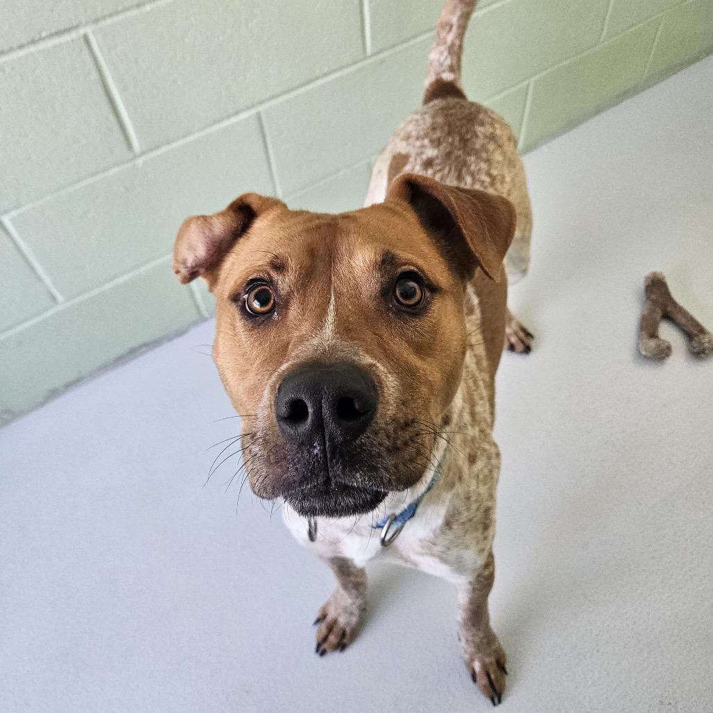 Enlarge Riley, a Adoptable mixed breed in Conway, NH image 3/6