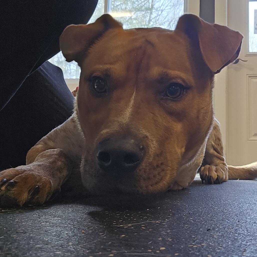 Enlarge Riley, a Adoptable mixed breed in Conway, NH image 4/6