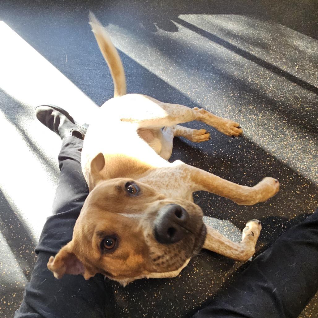 Enlarge Riley, a Adoptable mixed breed in Conway, NH image 5/6