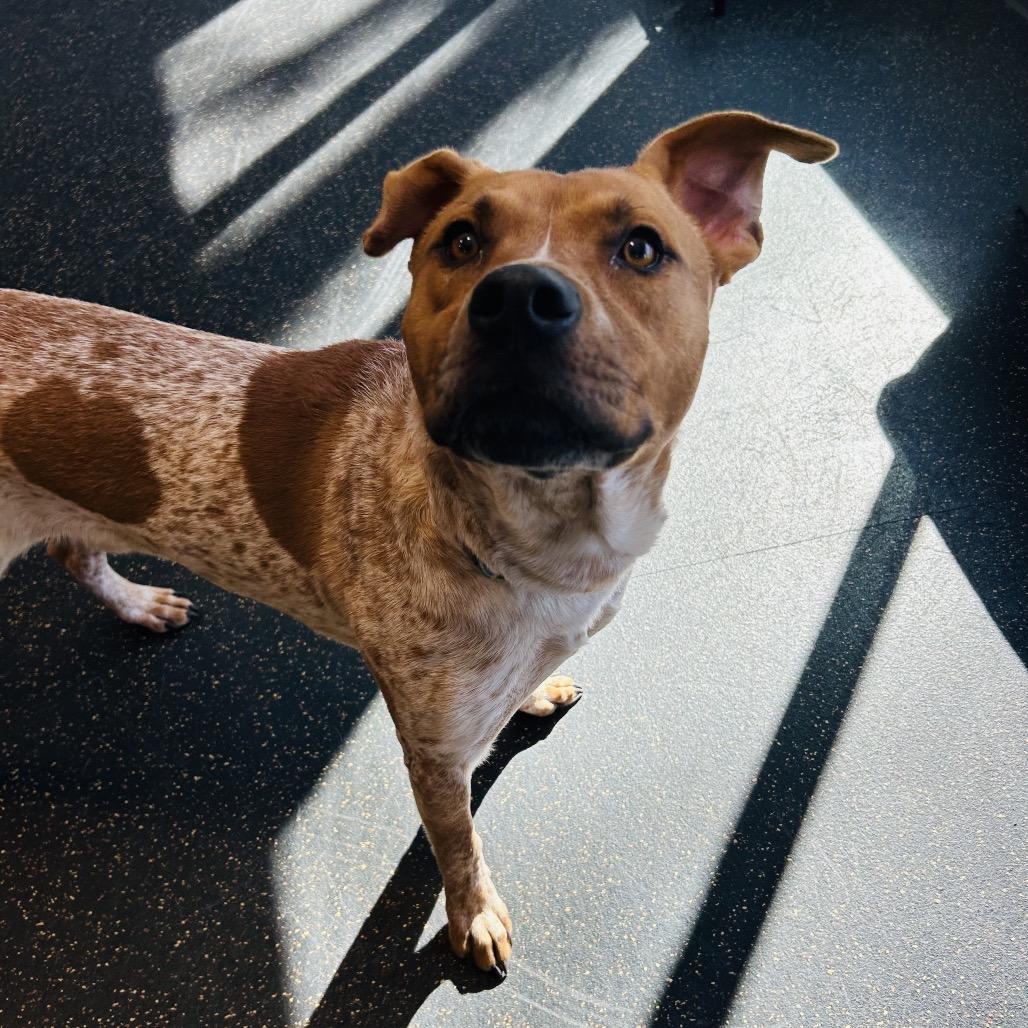 Enlarge Riley, a Adoptable mixed breed in Conway, NH image 6/6