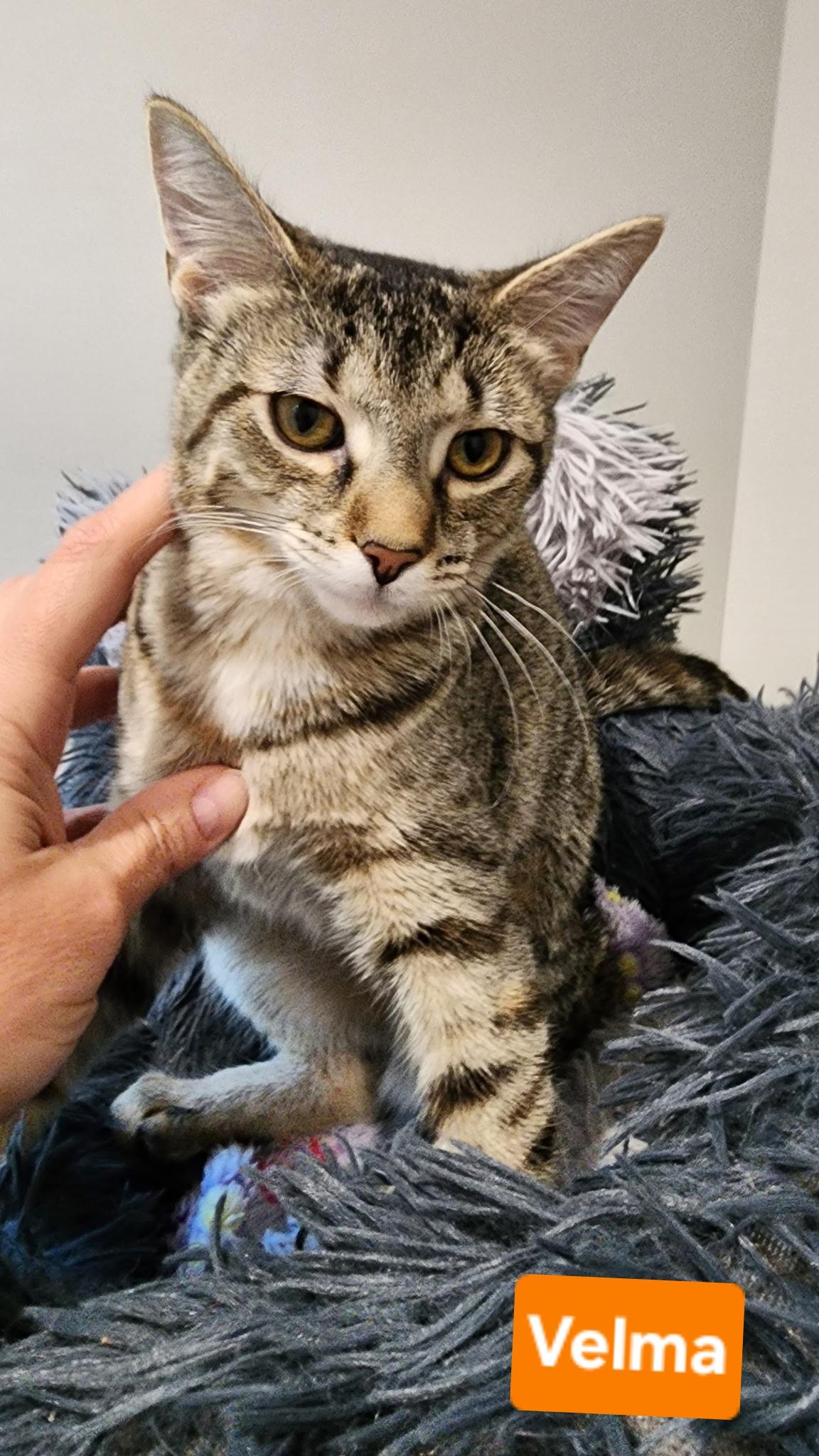 Enlarge Velma, a ADOPTABLE Tabby in Brighton, MI image 5/6