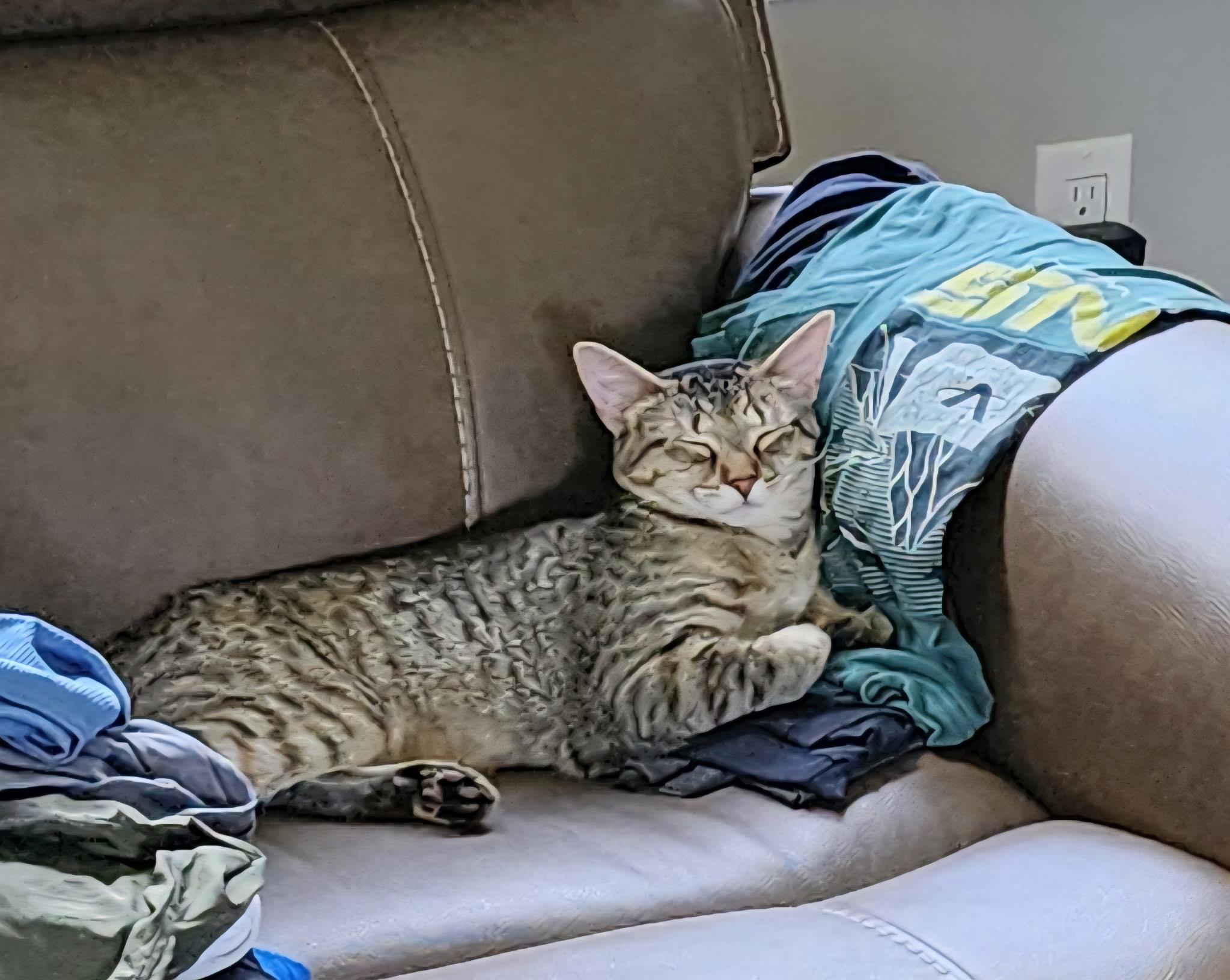 Enlarge Velma, a Adopted Tabby in Brighton, MI image 6/6
