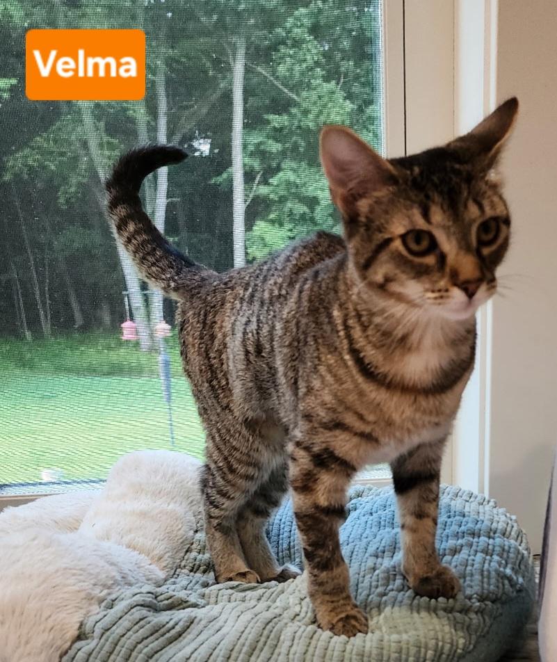 Enlarge Velma, a ADOPTABLE Tabby in Brighton, MI image 6/6